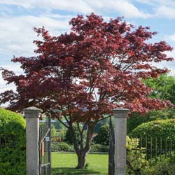 Maple, Japanese 'Atropurpureum'